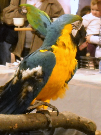 extreme cute bird macaw adorable
